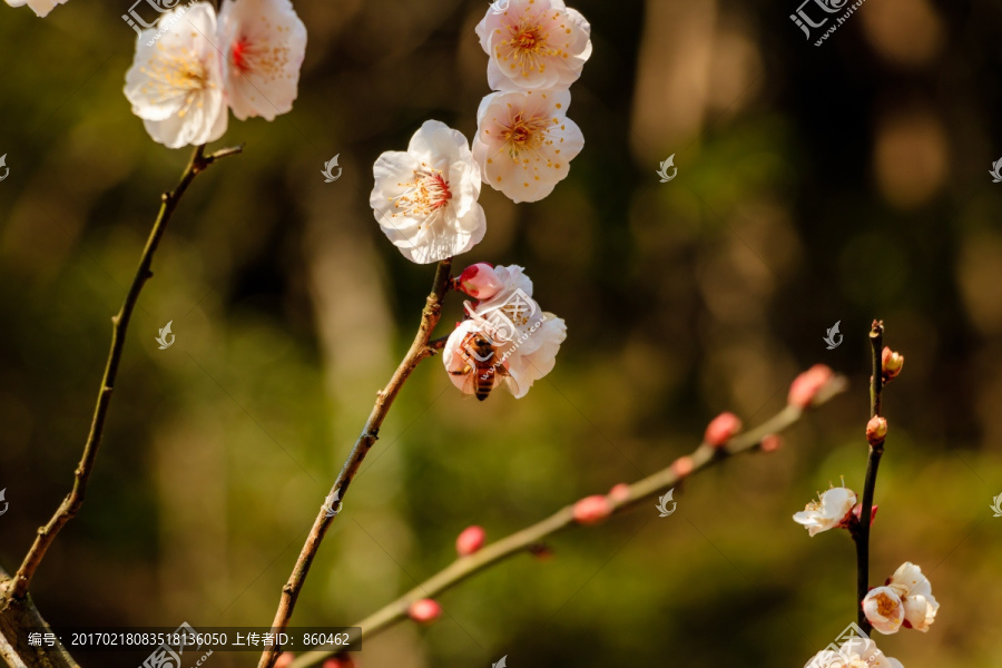 梅花与蜜蜂