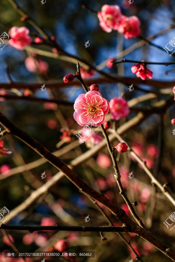 梅树枝上的梅花,开在树枝上的花