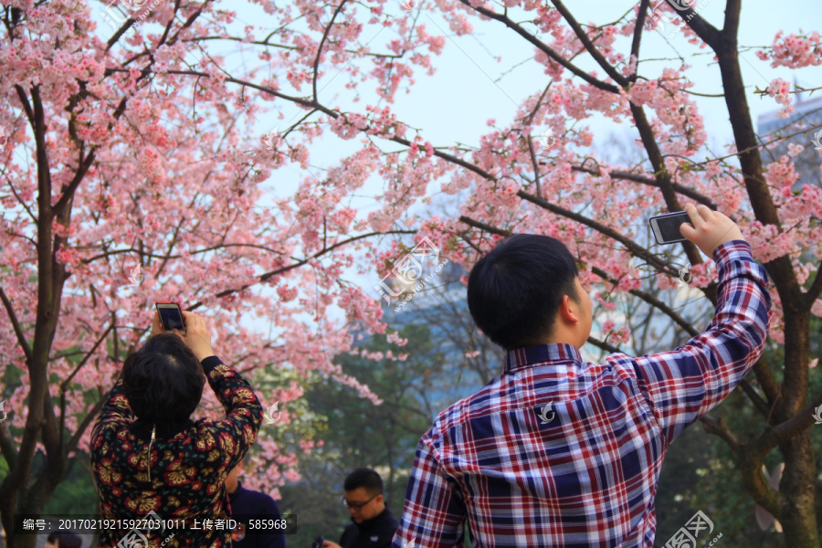 赏樱花拍樱花看樱花