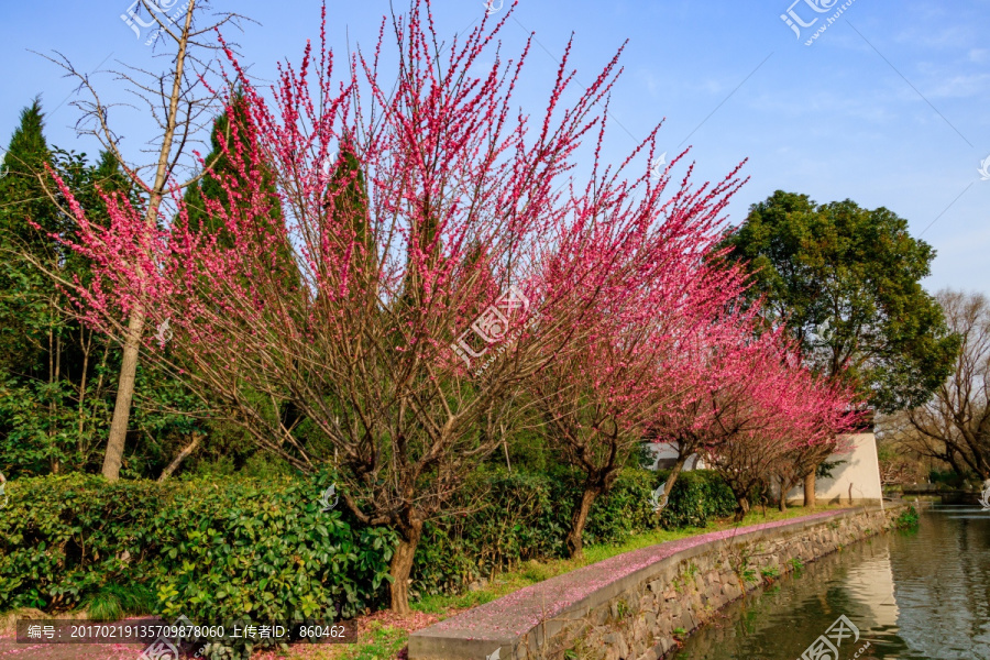 二月梅花