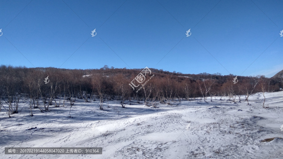 白桦树林，冬天的白桦树林，雪景