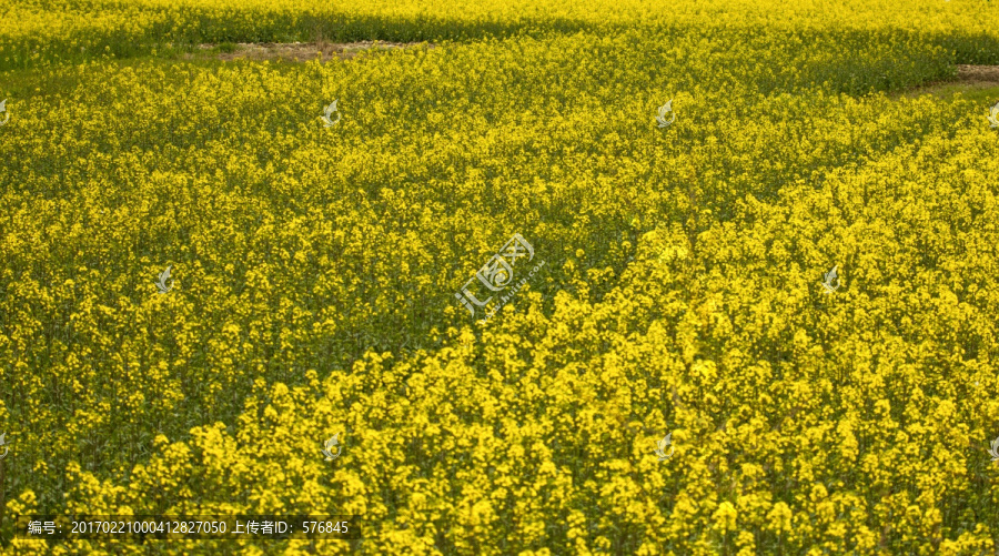 油菜花