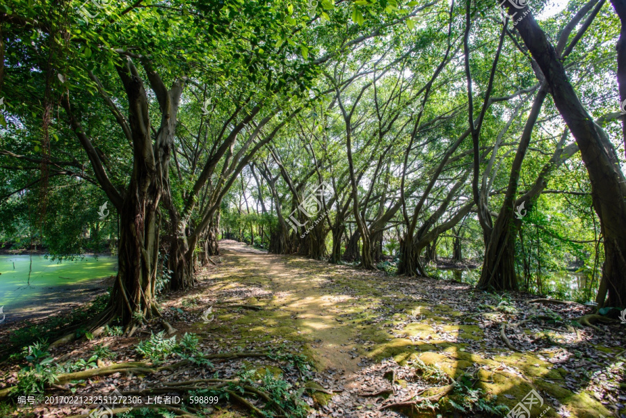 阳光森林小路