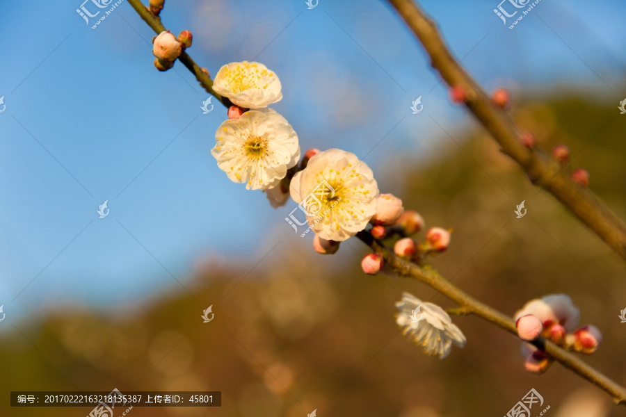 黄色梅花