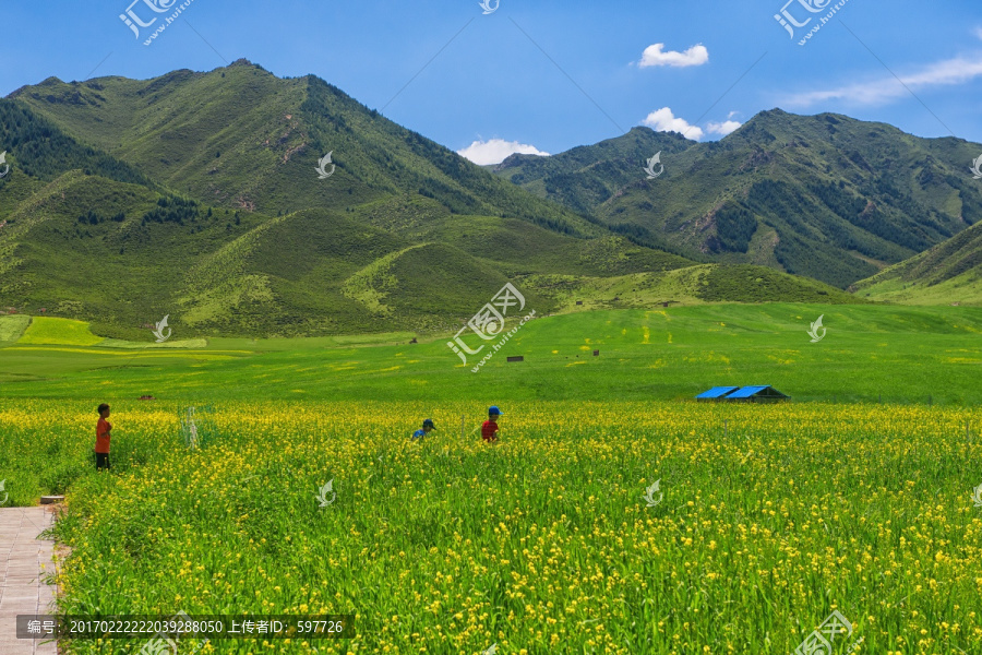 青海油菜花