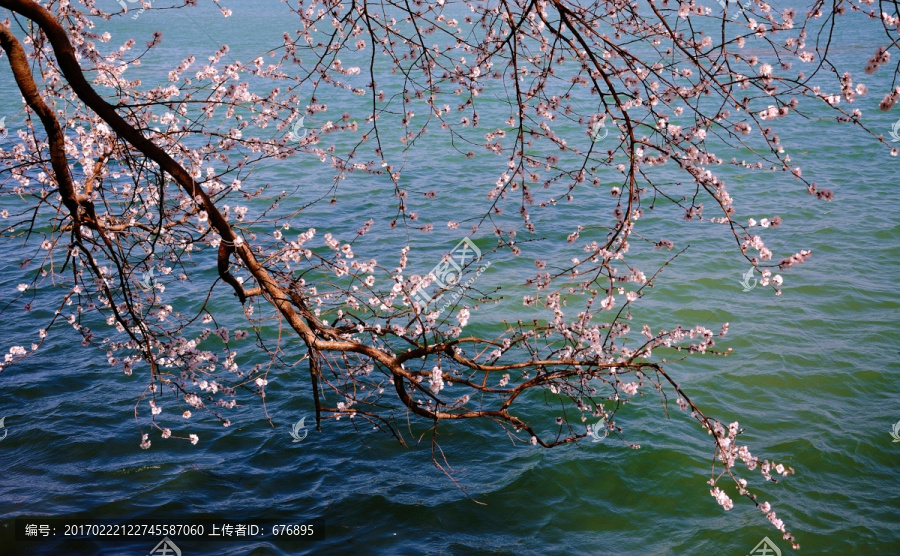 湖畔桃花艳春色