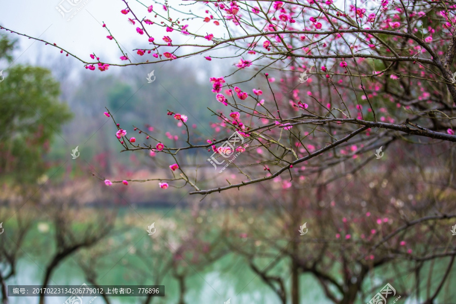 梅花枝