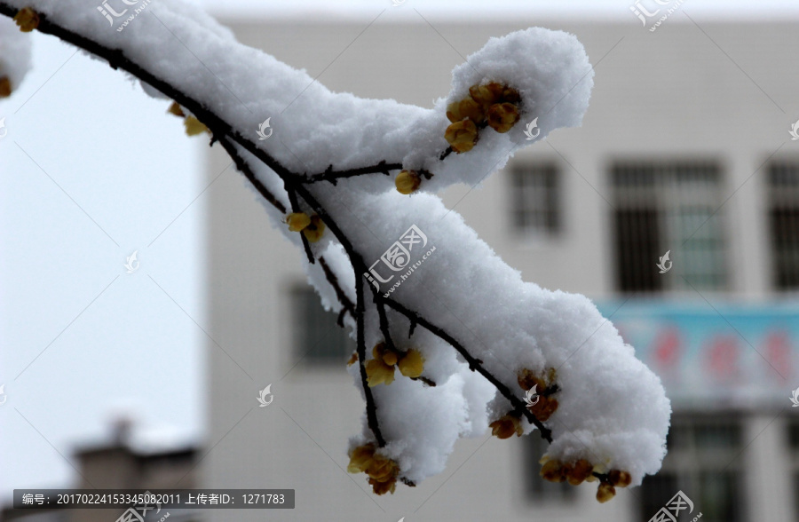 雪压蜡梅