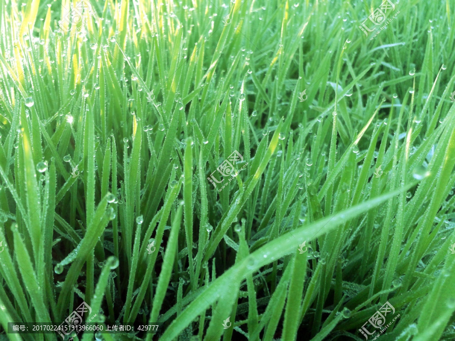 绿草,水珠