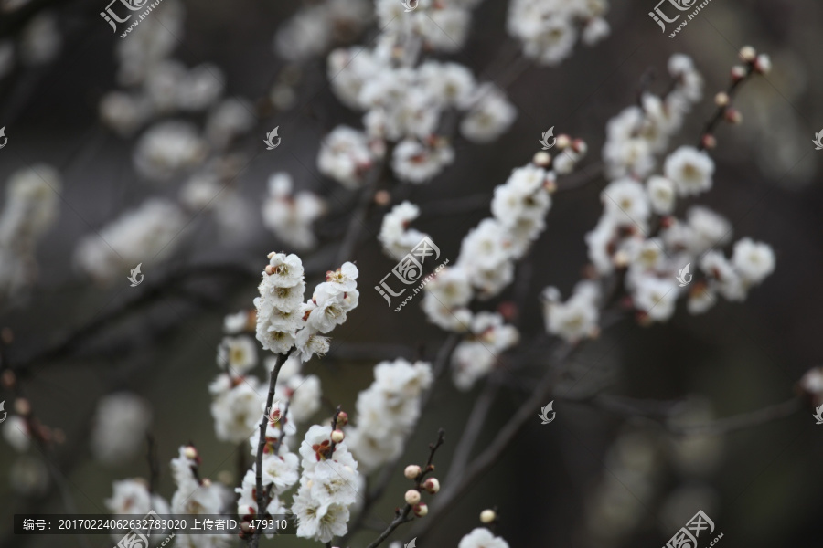 梅花,花,花卉,花朵