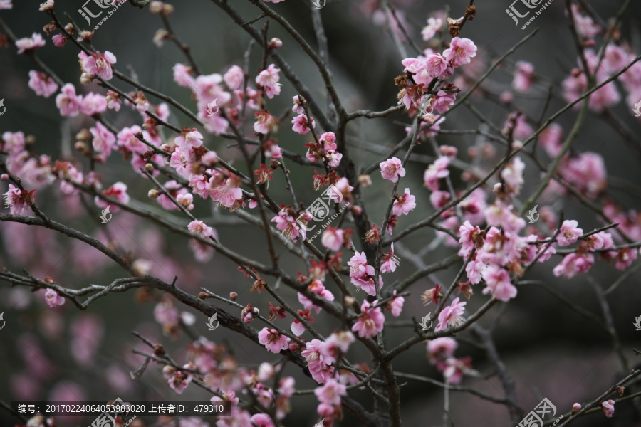 梅花,花,花卉