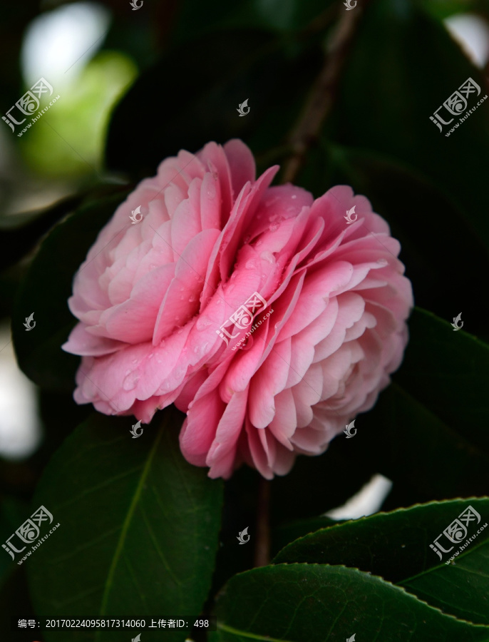 茶花,山茶花