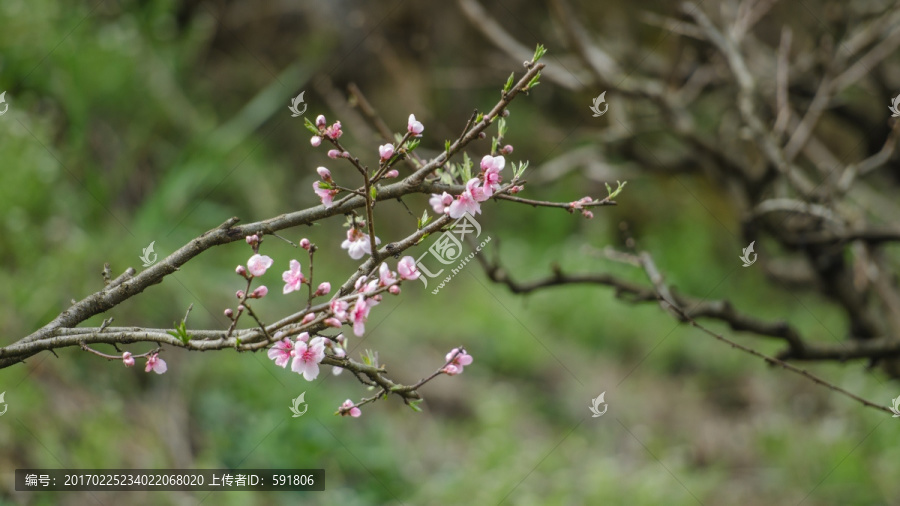 桃花春色