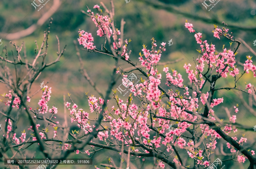 桃花春色