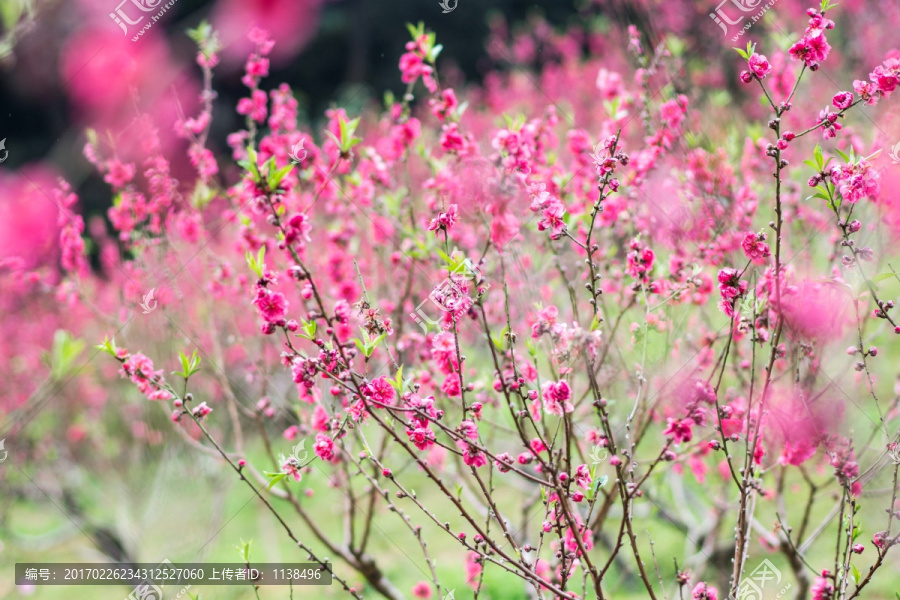 桃花