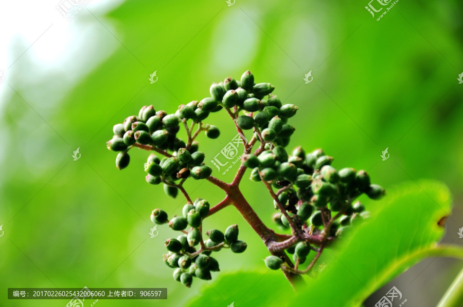 植物果实