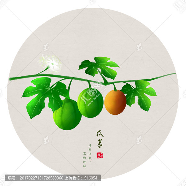 瓜蔞,手繪瓜蔞