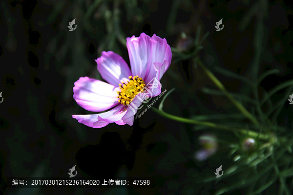 西藏,罗布林卡,盛开的花朵
