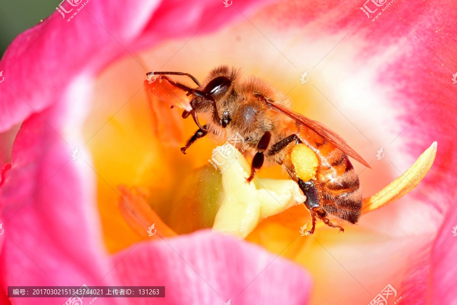 蜜蜂和粉色郁金香花蕊