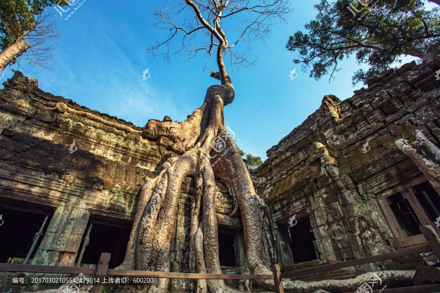 柬埔寨暹粒塔布笼寺古树