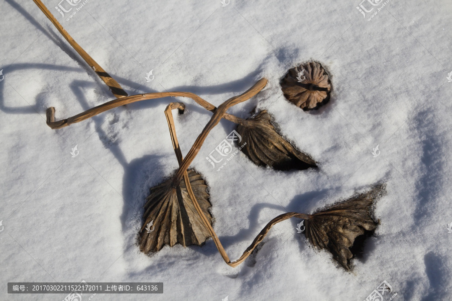 雪地残荷