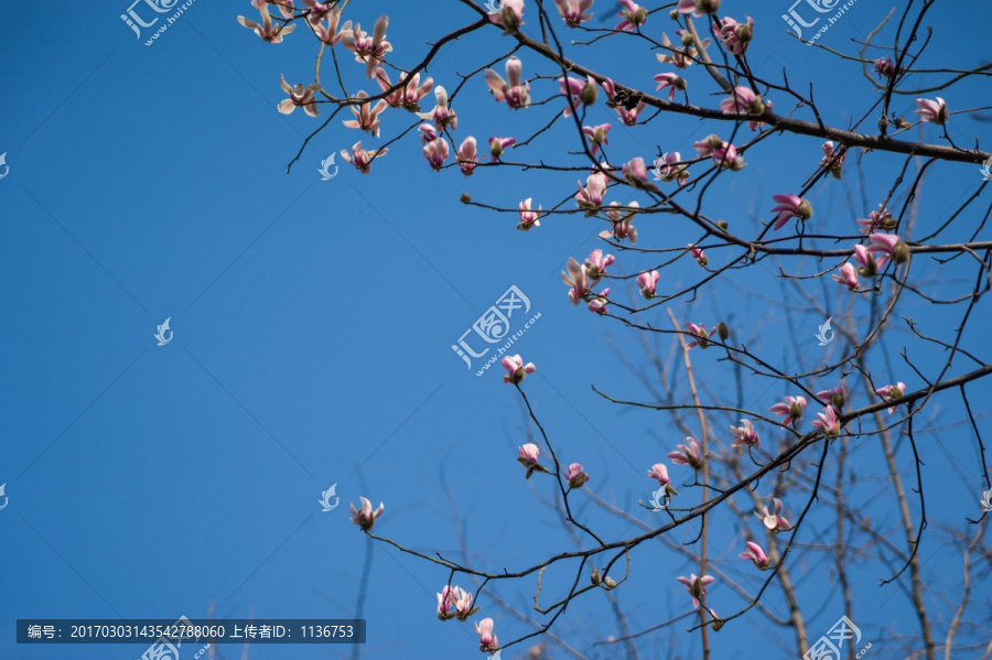 玉兰花