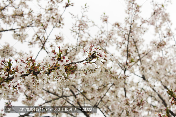 樱花枝