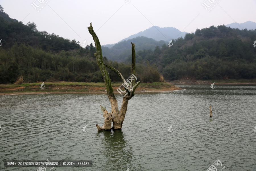 水中枯树