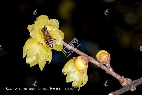东方蜜蜂和腊梅花