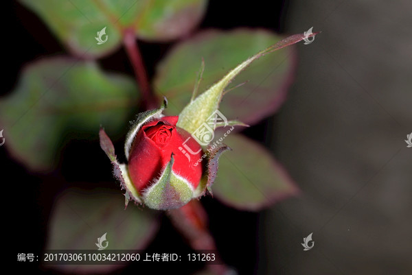 红色月季花花苞