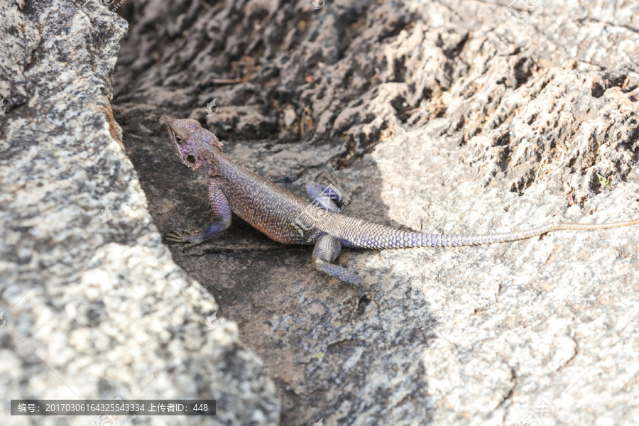 蜥蜴,Lizard,四脚蛇