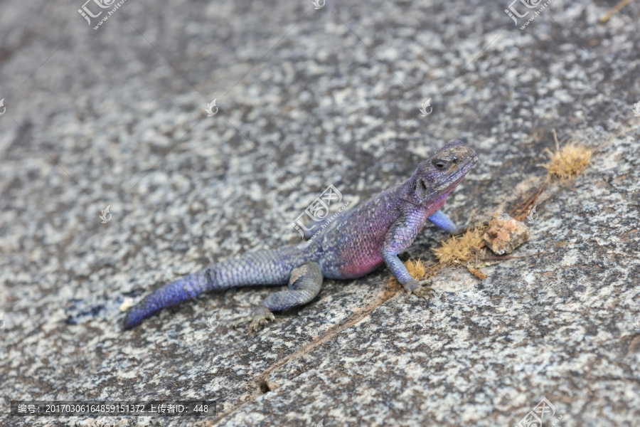 蜥蜴,Lizard,四脚蛇