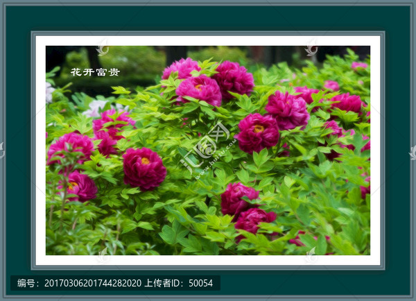 電腦油畫,牡丹花,花開富貴
