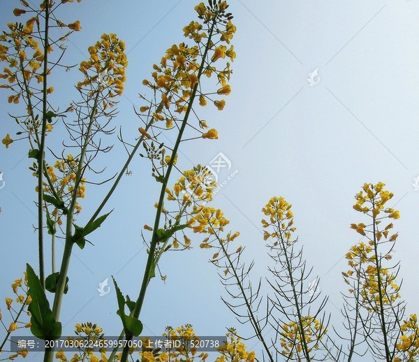 春天,油菜花,,蓝天