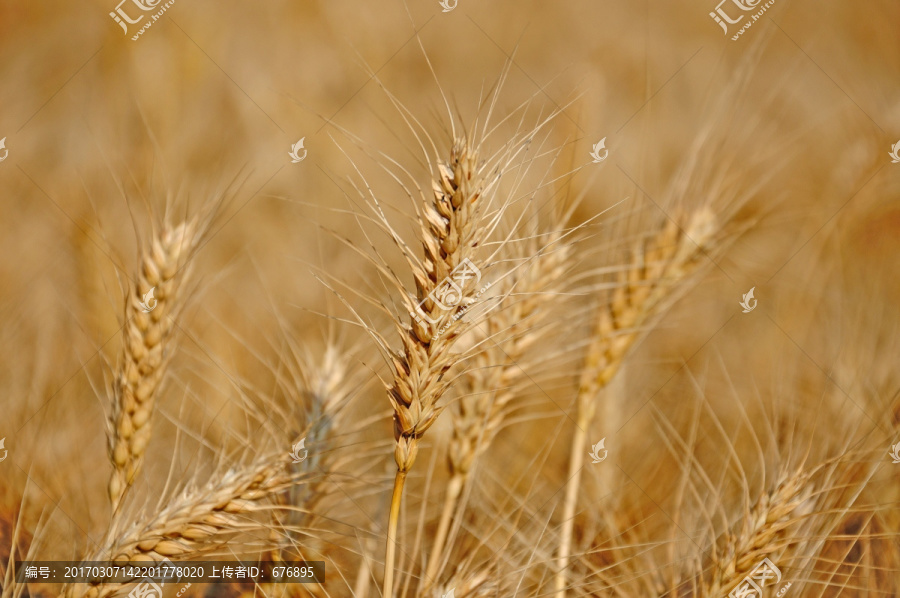 成熟的大田里的小麦