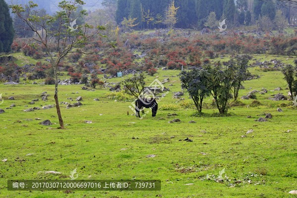 千野草场