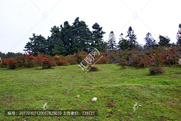 千野草场