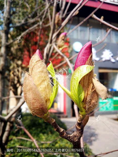 紫色玉兰花,辛夷花特写