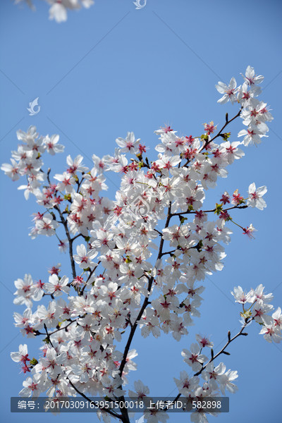 花满枝头