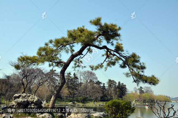 松树景观