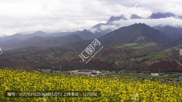 卓爾山下菜花黃