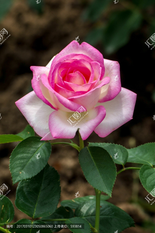 月季花