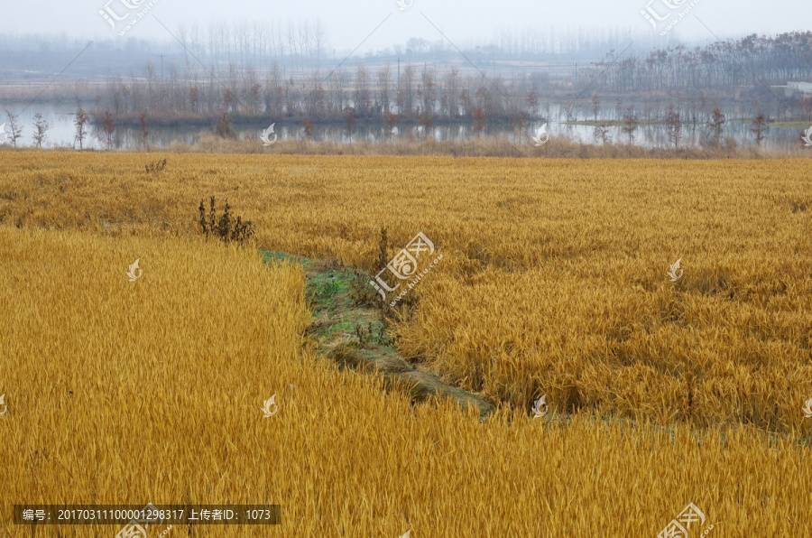 成熟的水稻田