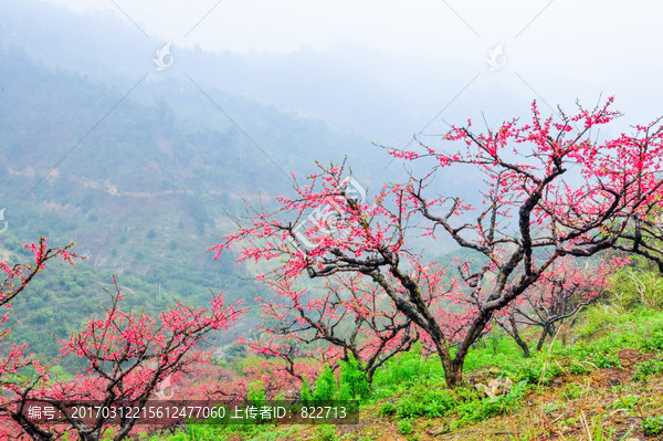 烟雨桃花