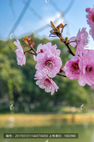 春花