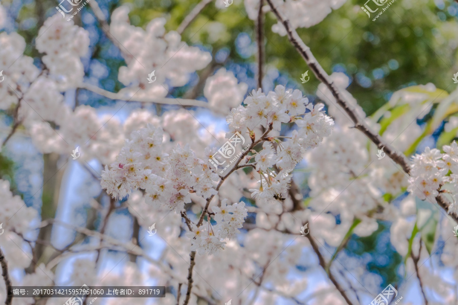 樱花高清