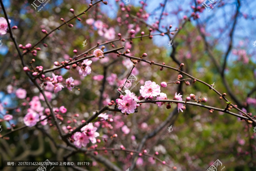 梅花素材