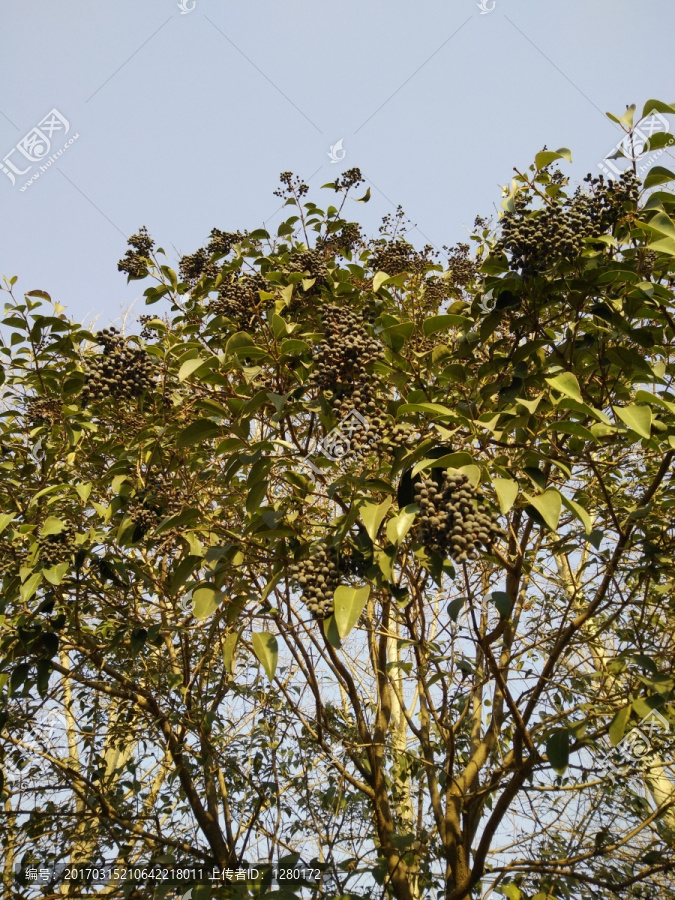 女贞子,树,中草药,中药材