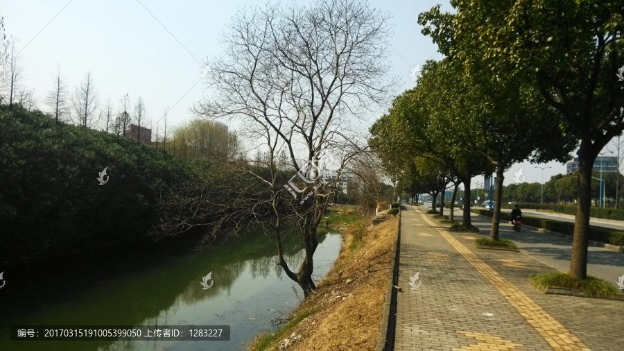 湖边枯树枝