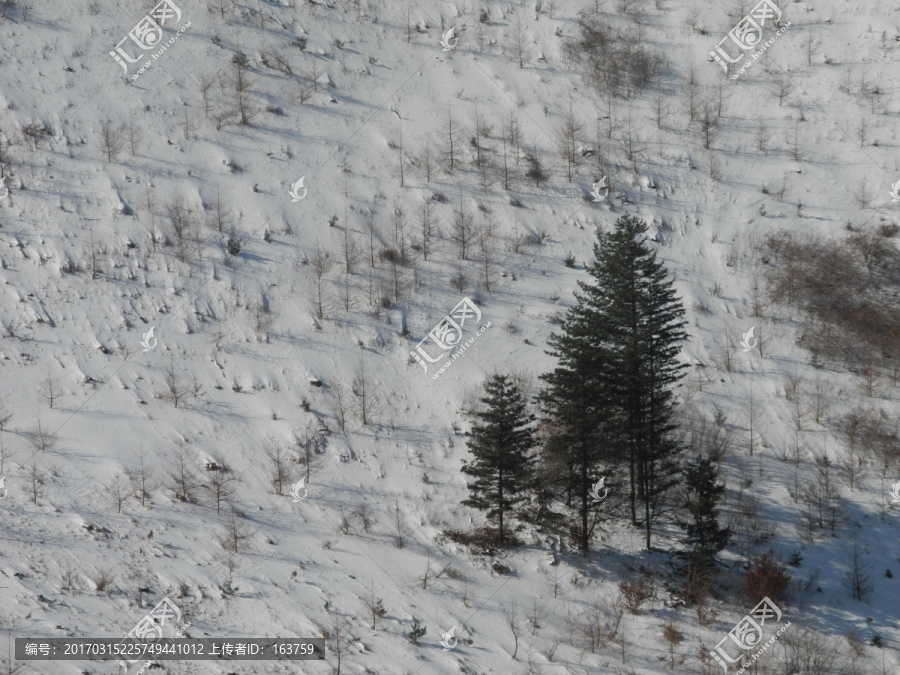 雪坡中的松树